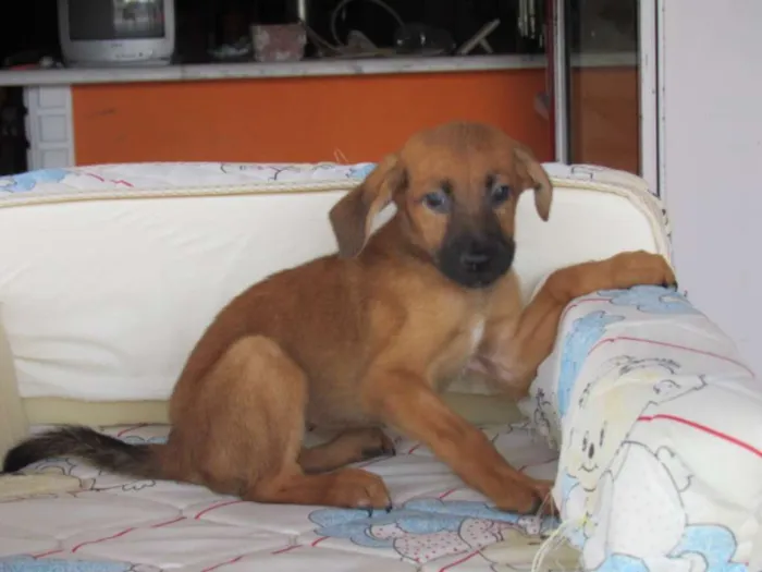 Cachorro ra a SRD idade Abaixo de 2 meses nome Peteca
