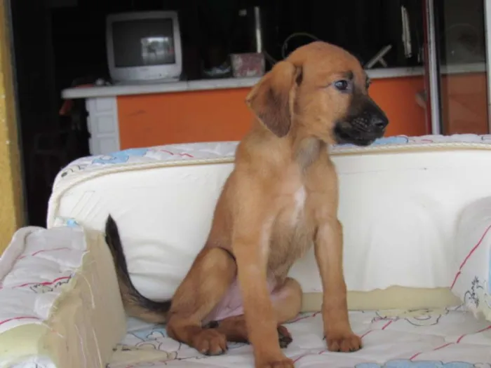 Cachorro ra a SRD idade Abaixo de 2 meses nome Peteca