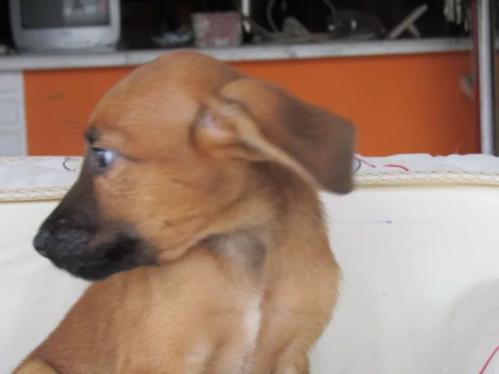 Cachorro ra a SRD idade Abaixo de 2 meses nome Peteca