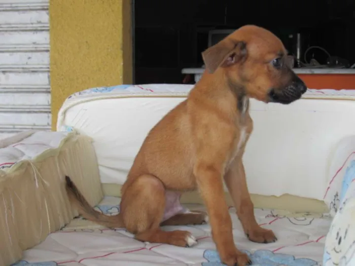 Cachorro ra a SRD idade Abaixo de 2 meses nome Picolé