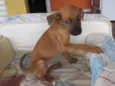 Picolé