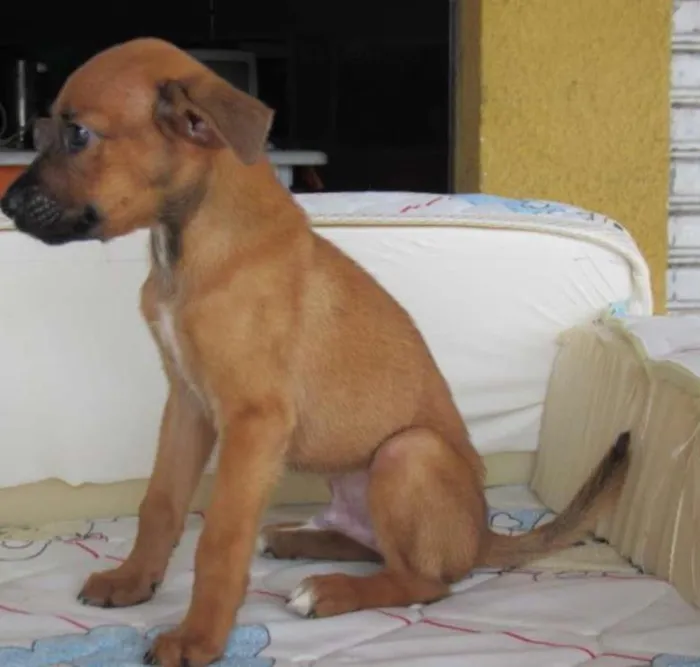 Cachorro ra a SRD idade Abaixo de 2 meses nome Picolé