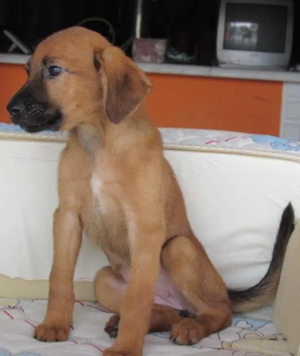 Cachorro ra a SRD idade Abaixo de 2 meses nome Peteca