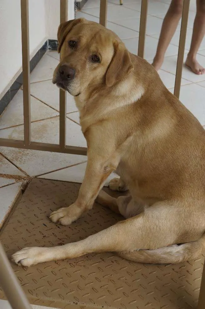 Cachorro ra a Labrador idade 6 ou mais anos nome Anakim