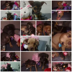 Cachorro raça indefinida idade 2 a 6 meses nome sem nomes