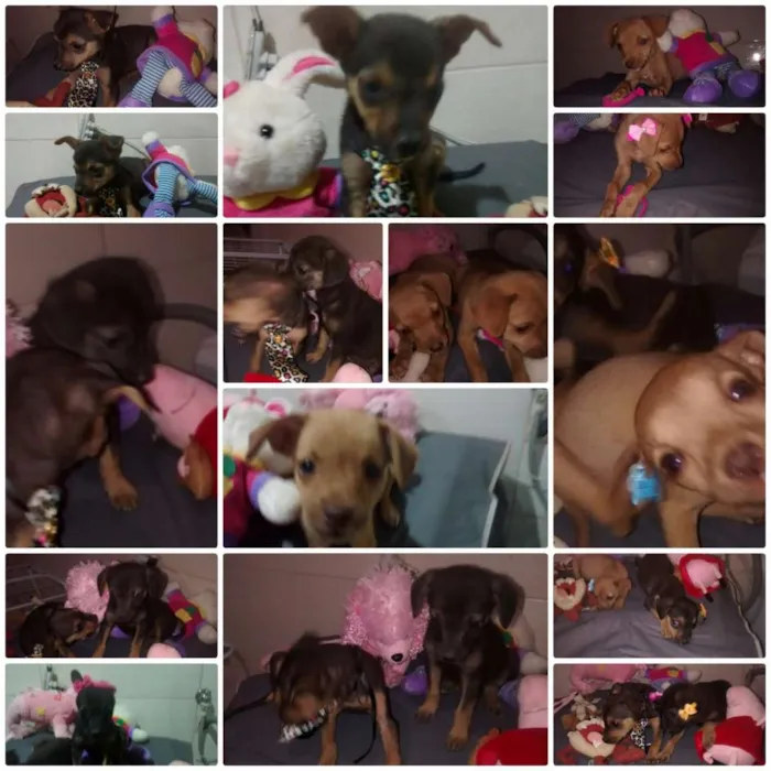 Cachorro ra a indefinida idade 2 a 6 meses nome sem nomes