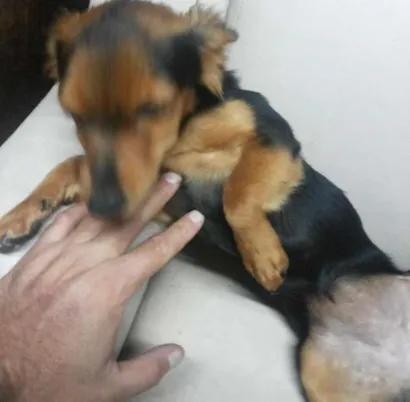 Cachorro raça Pequena idade 2 a 6 meses nome Não tem