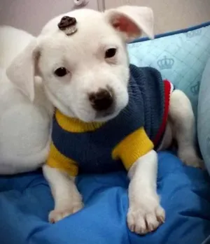 Cachorro raça SRD idade Abaixo de 2 meses nome Vitório