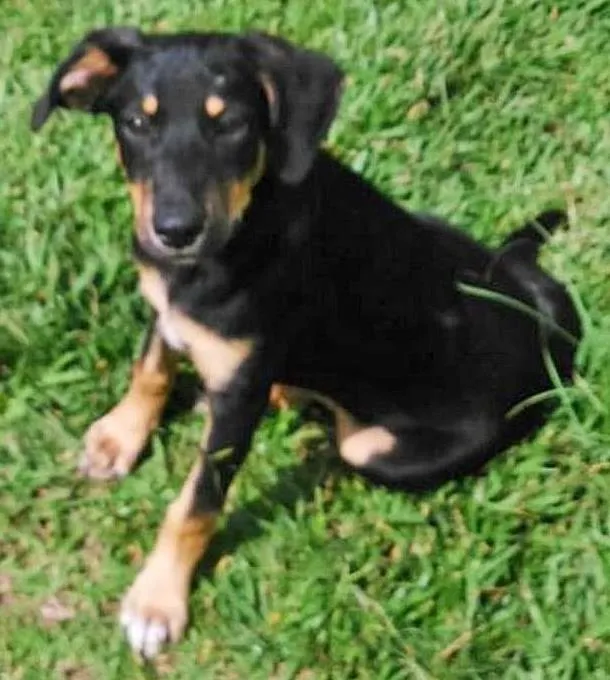 Cachorro ra a srd idade 7 a 11 meses nome Fredy e Guby