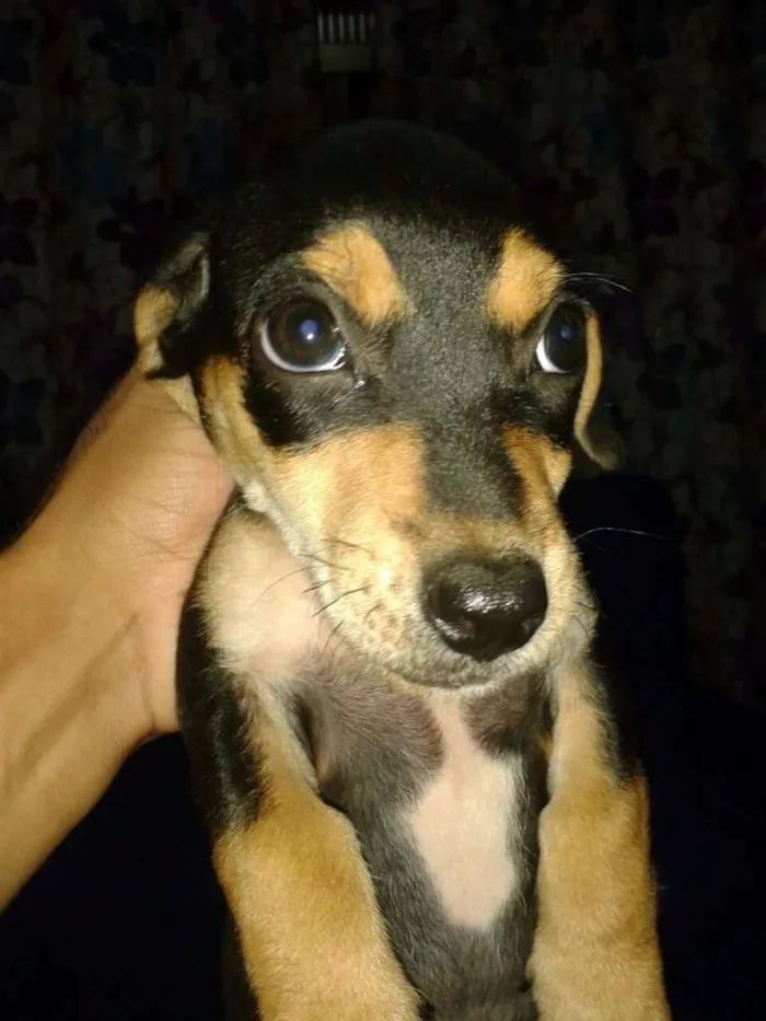 Cachorro ra a vira lata idade 2 a 6 meses nome Agata e Akira