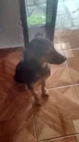 bebe