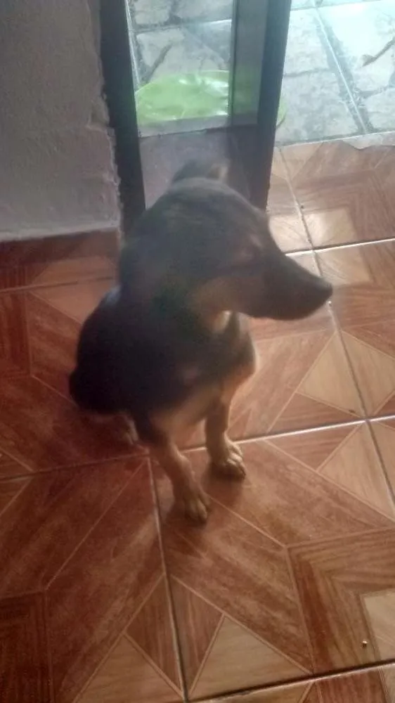 Cachorro ra a indefinida idade 2 a 6 meses nome bebe