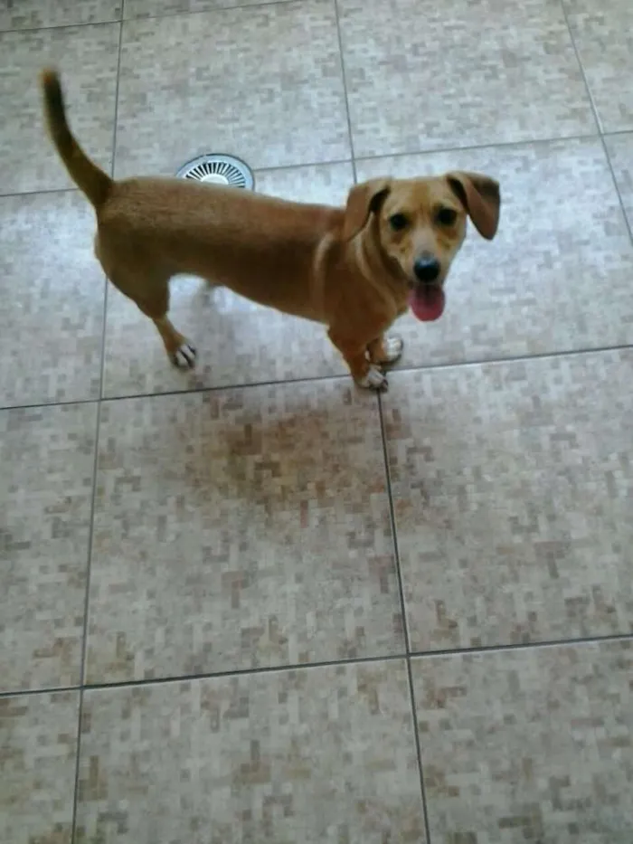 Cachorro ra a Vira lata com baseset  idade 1 ano nome Pitucha 