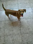 Pitucha