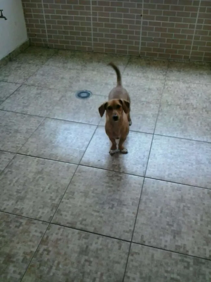 Cachorro ra a Vira lata com baseset  idade 1 ano nome Pitucha 