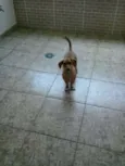 Pitucha