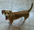 Pitucha