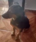 bebe