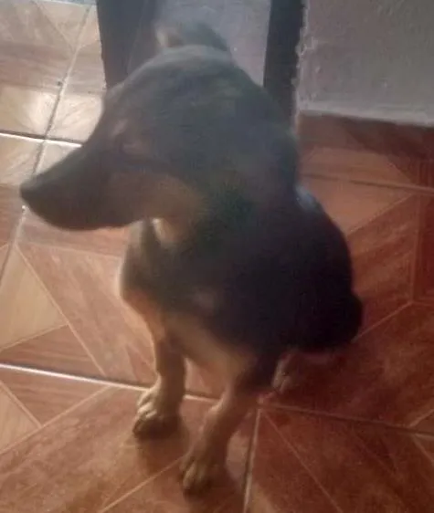 Cachorro ra a indefinida idade 2 a 6 meses nome bebe