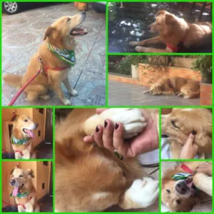 Cachorro raça SRD idade 5 anos nome Duke