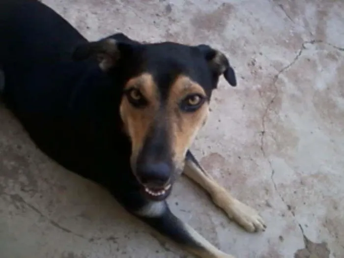 Cachorro ra a Vira Lata idade 5 anos nome Nanni