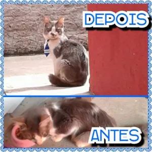 Gato raça SRD idade 5 anos nome Fominha