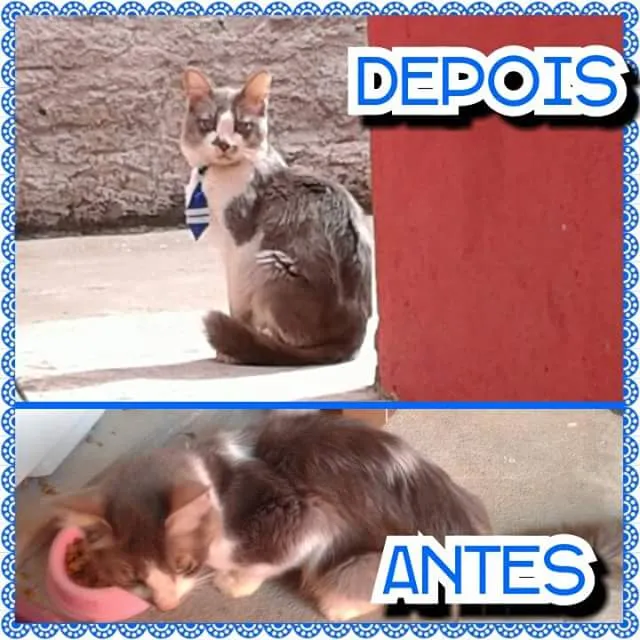 Gato ra a SRD idade 5 anos nome Fominha