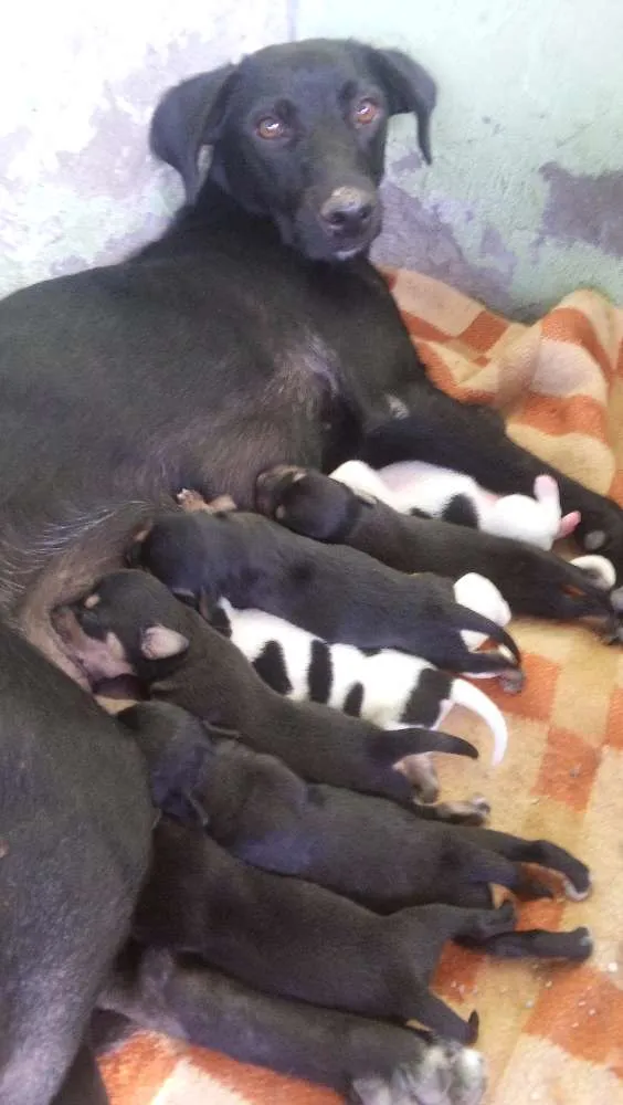 Cachorro ra a indefinida idade Abaixo de 2 meses nome ADOTE