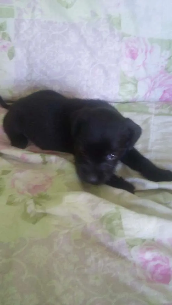 Cachorro ra a indefinida idade Abaixo de 2 meses nome ADOTE