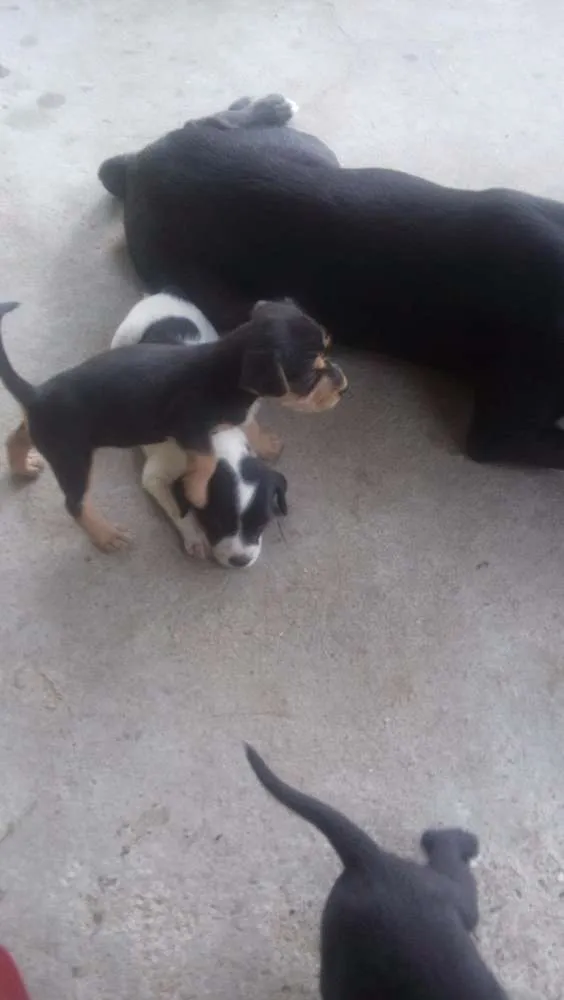 Cachorro ra a indefinida idade Abaixo de 2 meses nome ADOTE