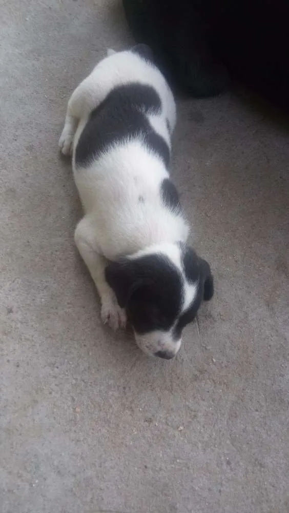 Cachorro ra a indefinida idade Abaixo de 2 meses nome ADOTE