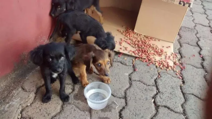 Cachorro ra a Vira lata idade Abaixo de 2 meses nome Nao tem nome