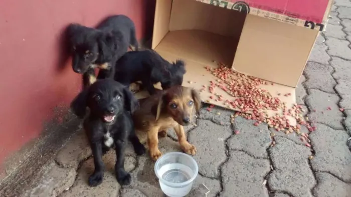 Cachorro ra a Vira lata idade Abaixo de 2 meses nome Nao tem nome