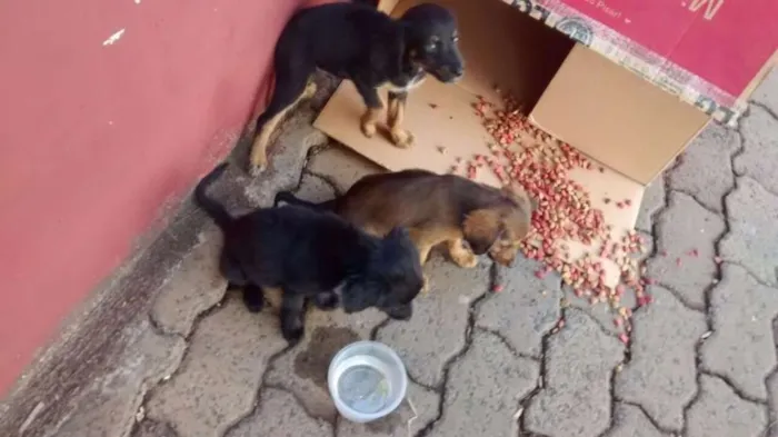 Cachorro ra a Vira lata idade Abaixo de 2 meses nome Nao tem nome