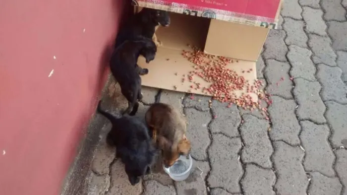 Cachorro ra a Vira lata idade Abaixo de 2 meses nome Nao tem nome