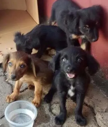 Cachorro ra a Vira lata idade Abaixo de 2 meses nome Nao tem nome