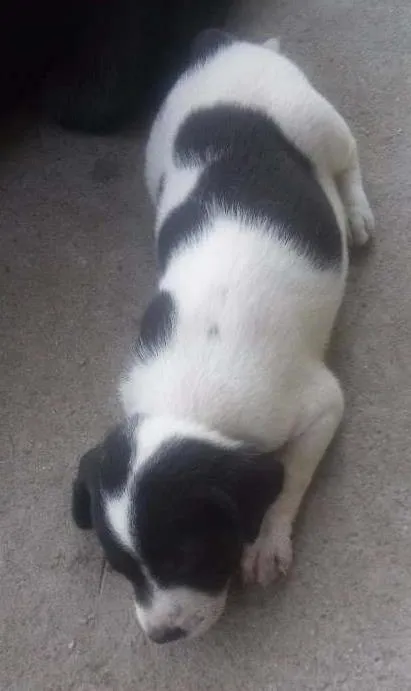 Cachorro ra a indefinida idade Abaixo de 2 meses nome ADOTE