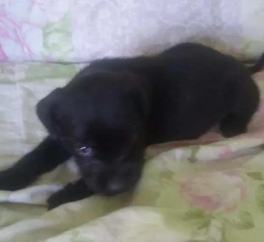 Cachorro ra a indefinida idade Abaixo de 2 meses nome ADOTE