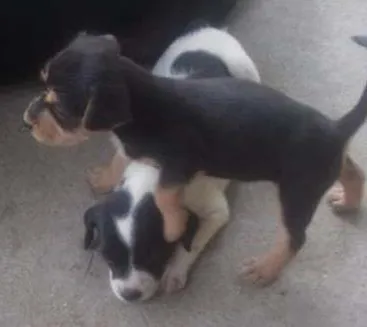 Cachorro ra a indefinida idade Abaixo de 2 meses nome ADOTE
