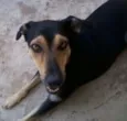 Nanni