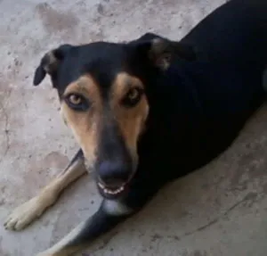 Cachorro raça Vira Lata idade 5 anos nome Nanni