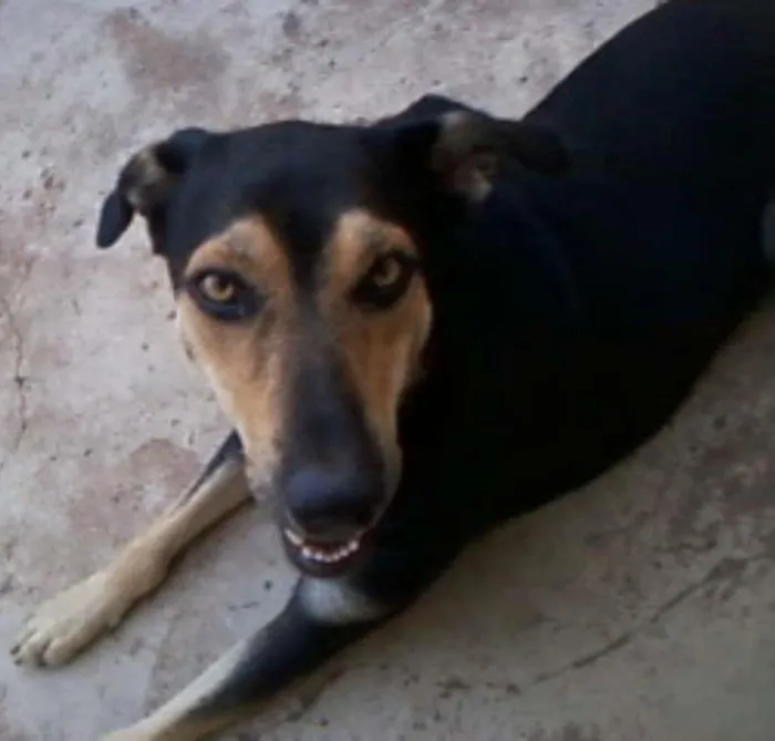 Cachorro ra a Vira Lata idade 5 anos nome Nanni