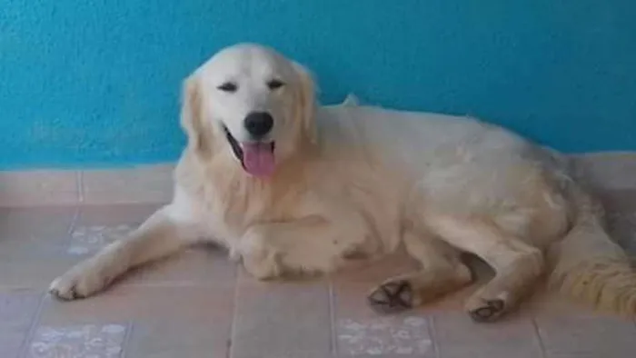 Cachorro ra a GOLDEN idade 1 ano nome DUCK