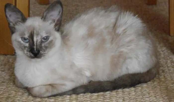 Gato ra a mestiça siames idade 1 ano nome Perola