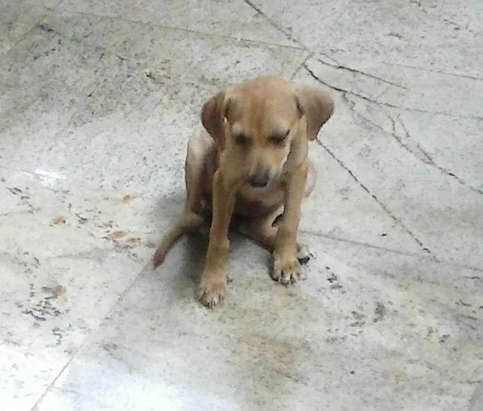 Cachorro raça vira lata idade 2 a 6 meses nome bolinha