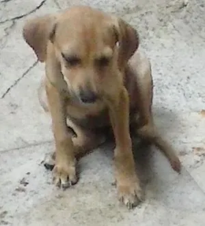 Cachorro raça vira lata idade 2 a 6 meses nome bolinha