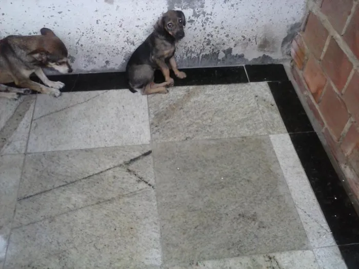 Cachorro raça vira lata idade 2 a 6 meses nome belinha