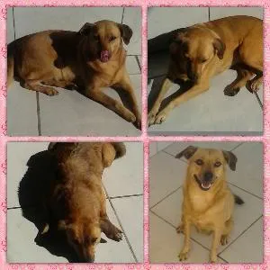 Cachorro raça vira lata idade 3 anos nome melo