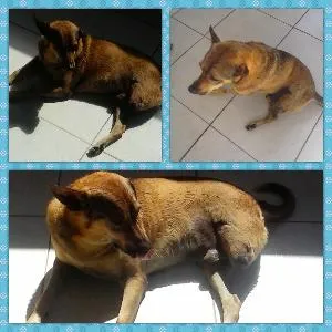 Cachorro raça vira lata idade 4 anos nome saci