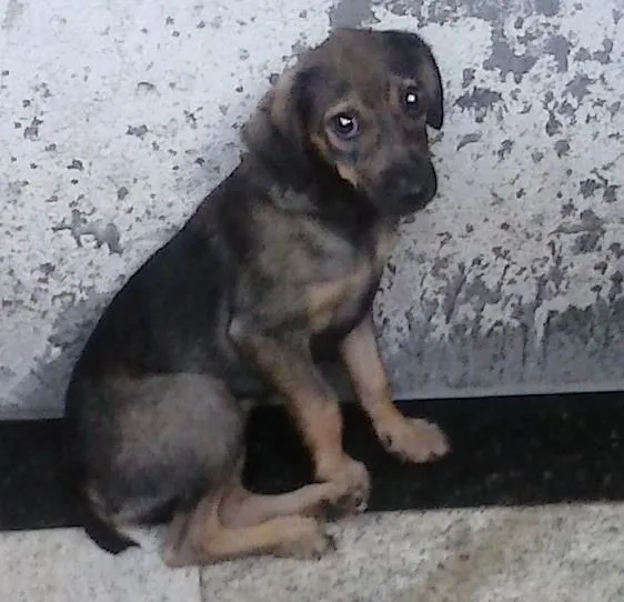 Cachorro raça vira lata idade 2 a 6 meses nome belinha